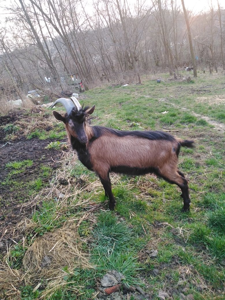 Vând țap alpin francez