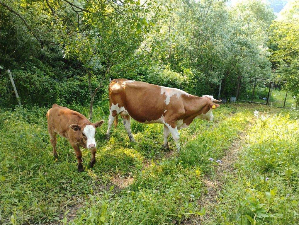Vacă la prima fătare cu vițică