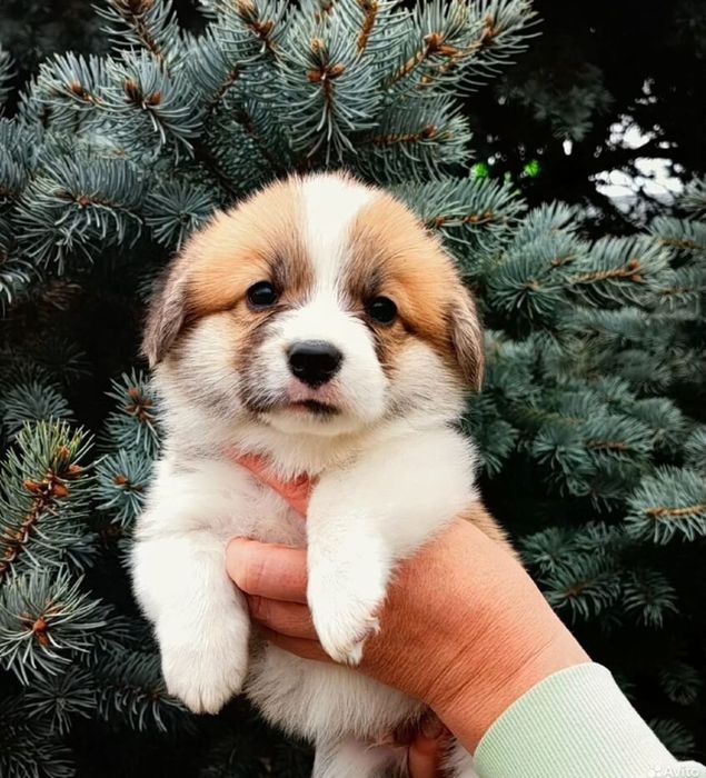 Щенки Вельш корги Пемброк