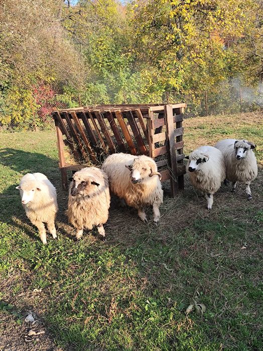 Mioare de vânzare