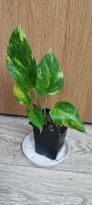 Цветя за продажба!