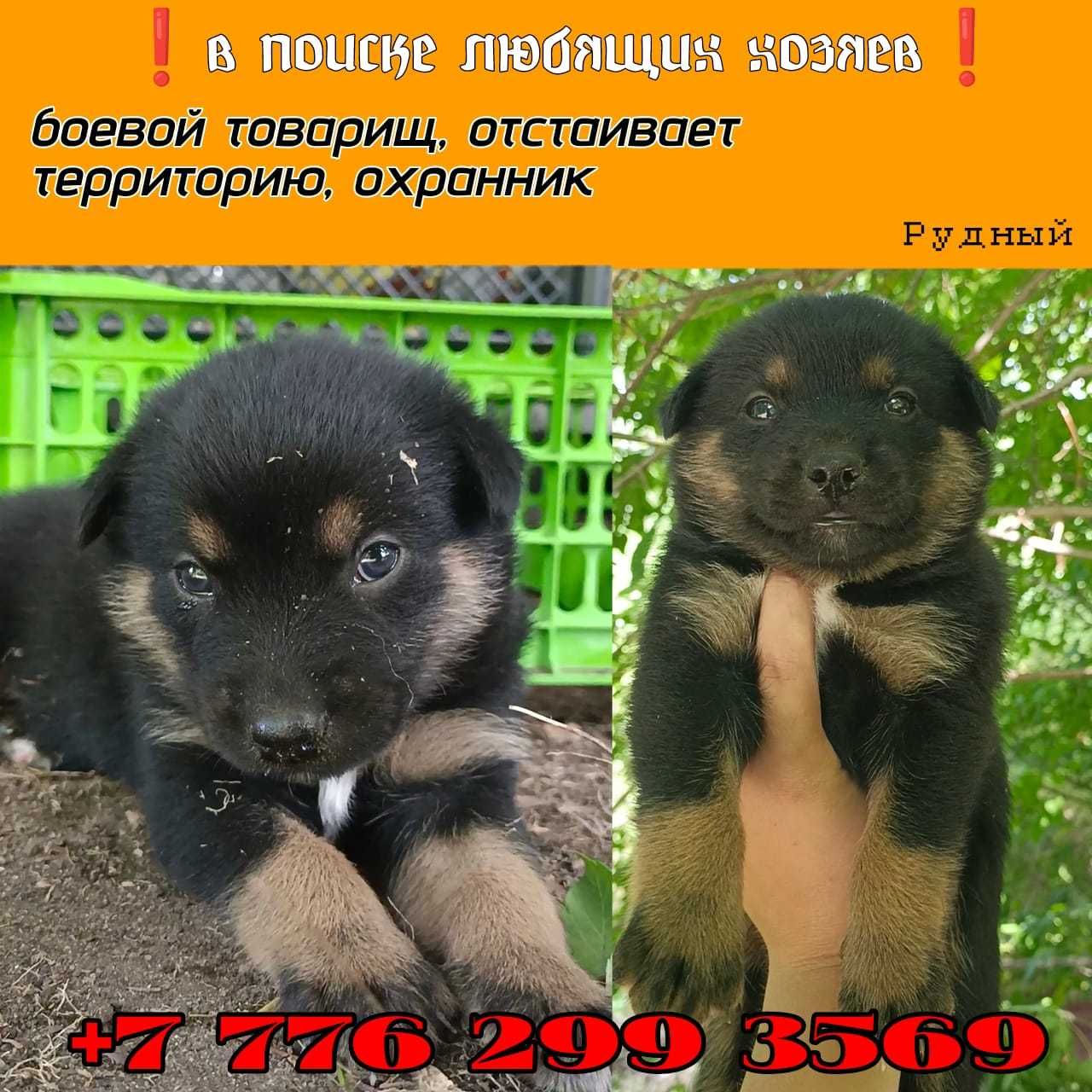 Ищем любящих хозяев