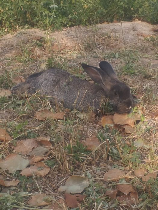 Flander quyon sotiladi