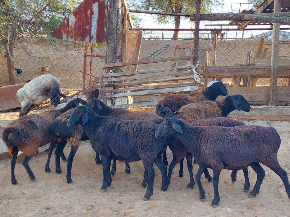 Семіз жем жеп тұрған бойдақ қойлар сатылады. Сойып береміз.