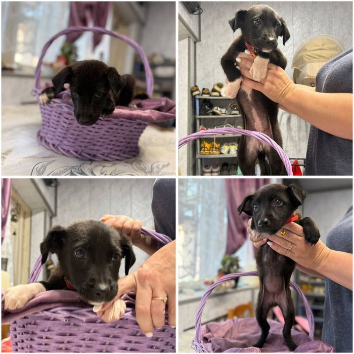 Девочки ищут дом и семью!