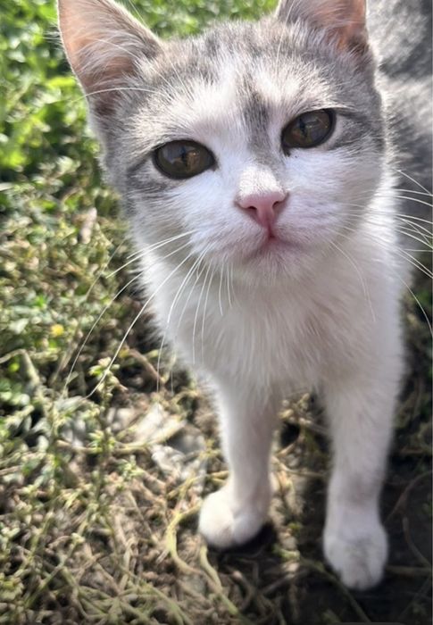 Отдам котят срочно в хорошие руки