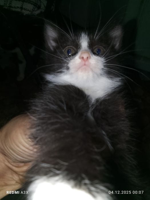 Котята для домашнего уюта