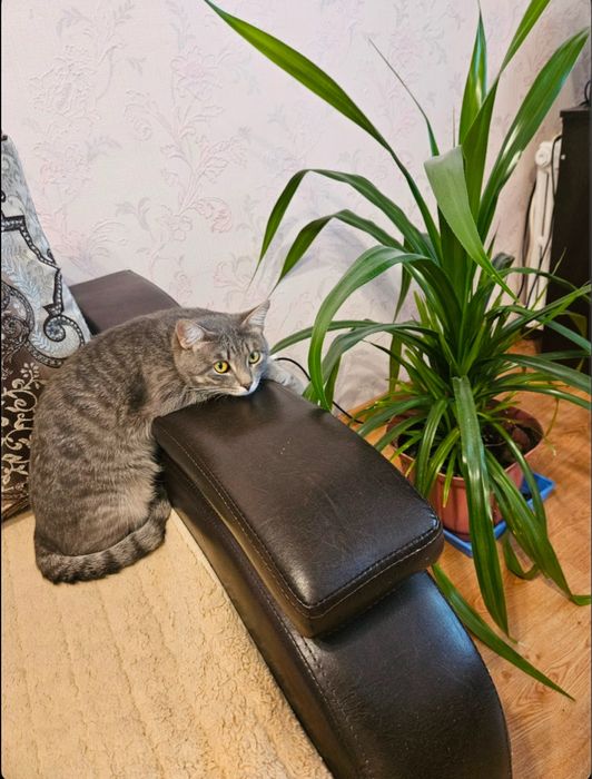 Отдам кота в хорошие руки