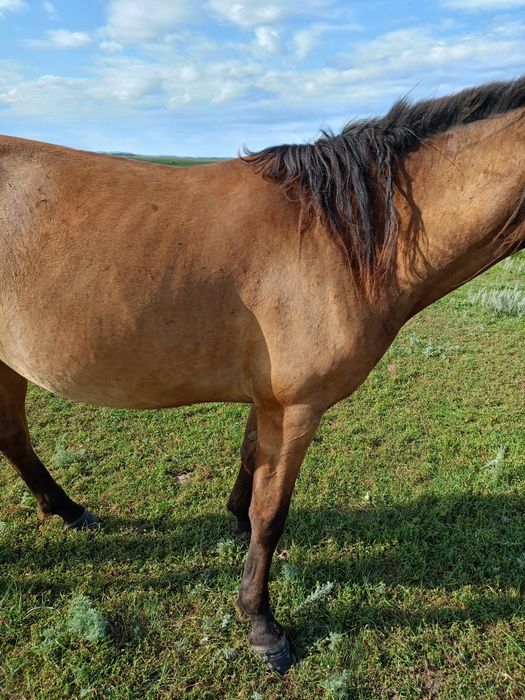 Продам  кобылу с жеребенком