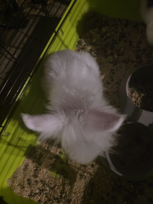 Vând 2 iepuri cap de leu pitic masculi în vârstă de 4 luni