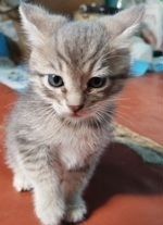Отдам котенка в добрые руки
