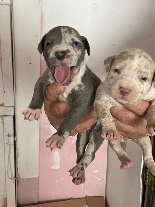 Американски Син питбул/American pitbull /blue nose