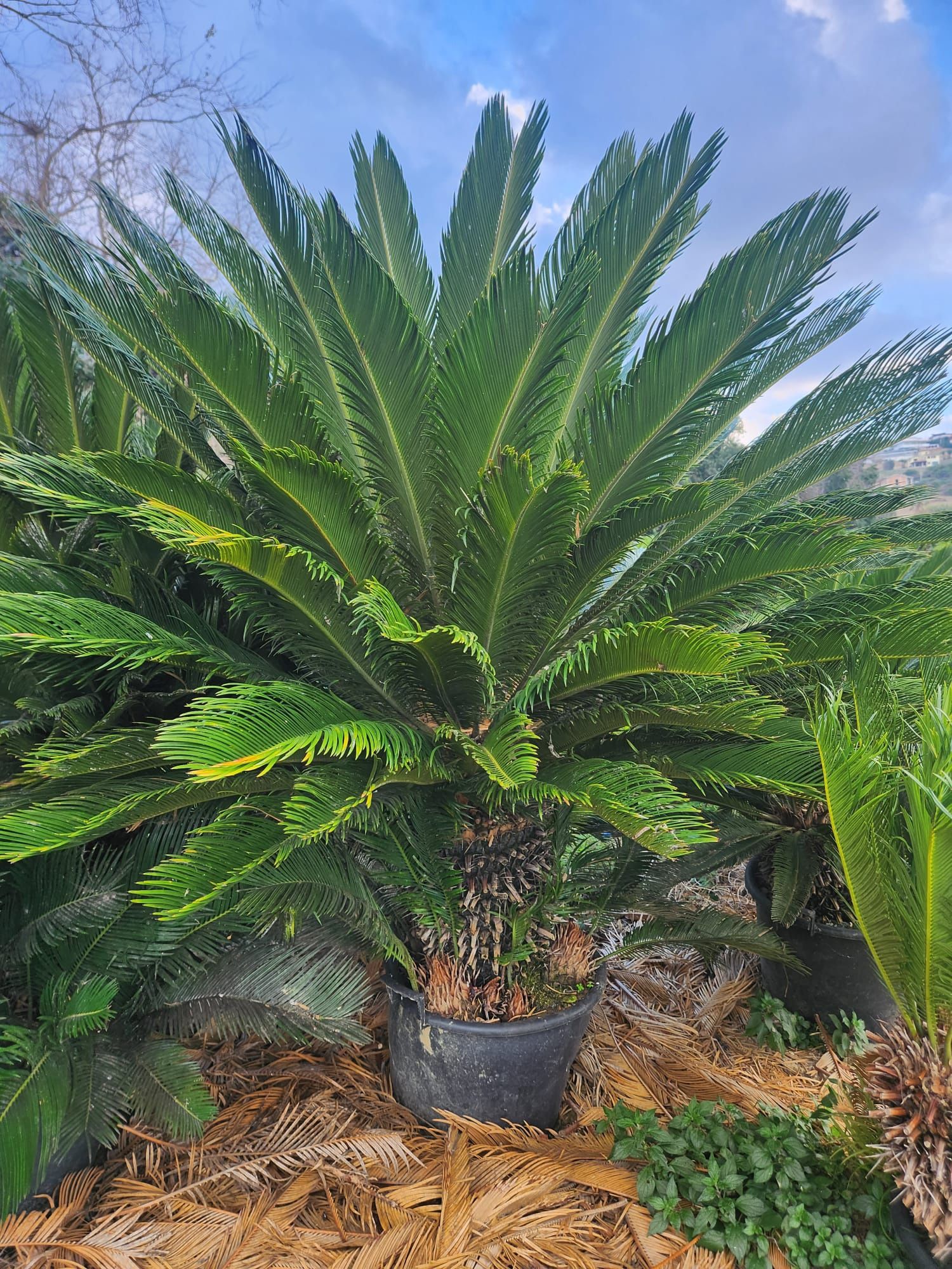 Palmieri rezistenți la frig 4 tipuri 1000 pe stoc