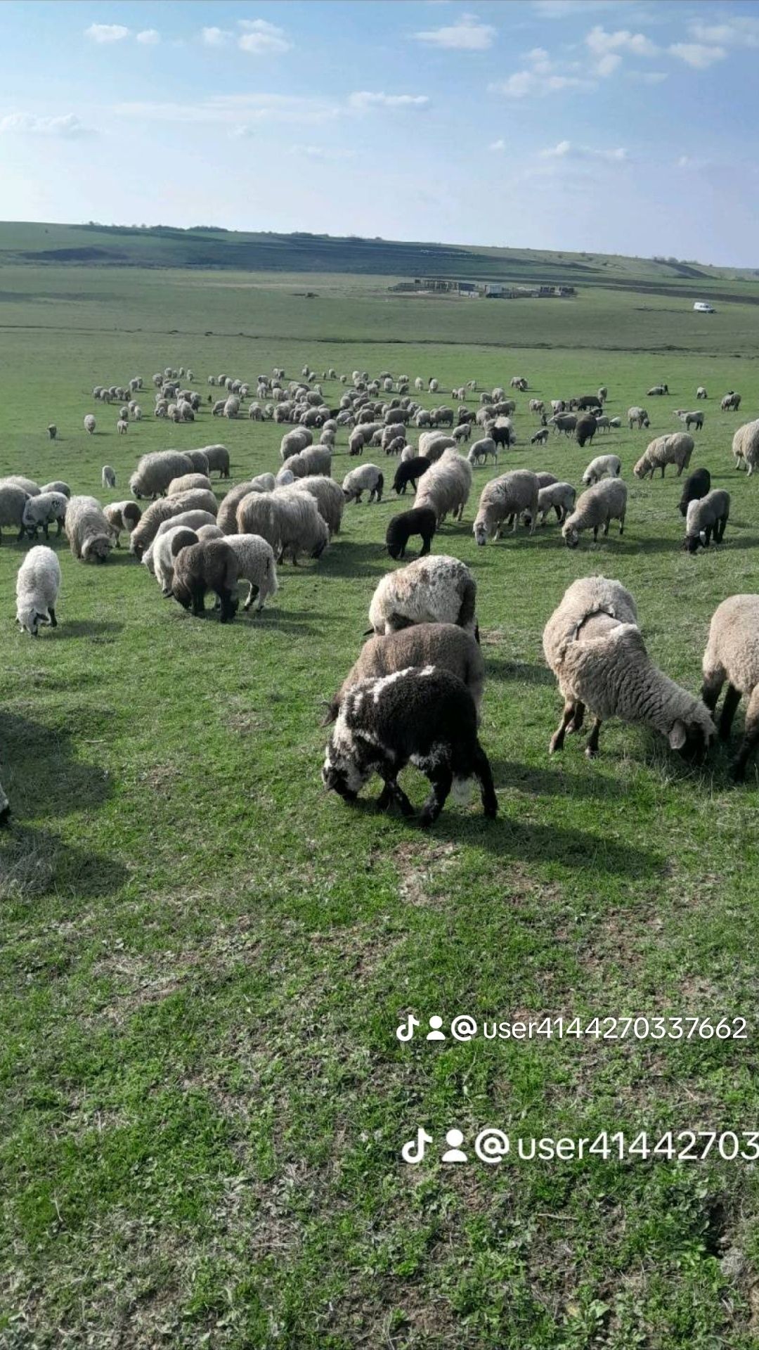 Vând oii tigaie bune de lapte