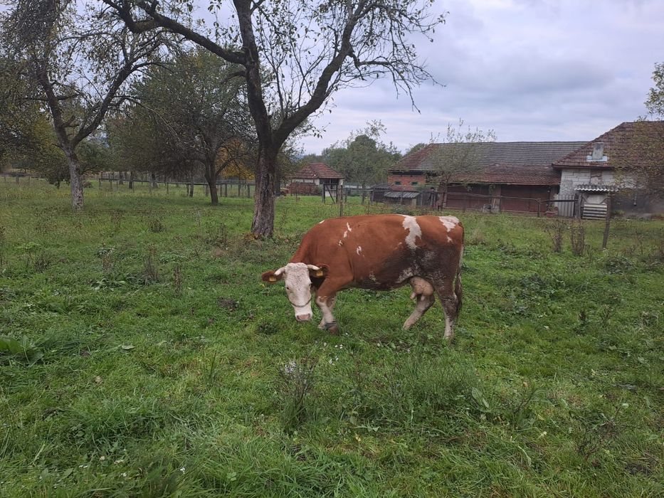Vand doua vaci cu lapte
