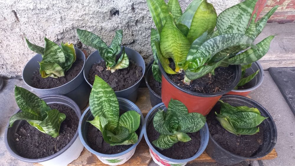 Vând flori de apartament, flori de cameră, sansevieria