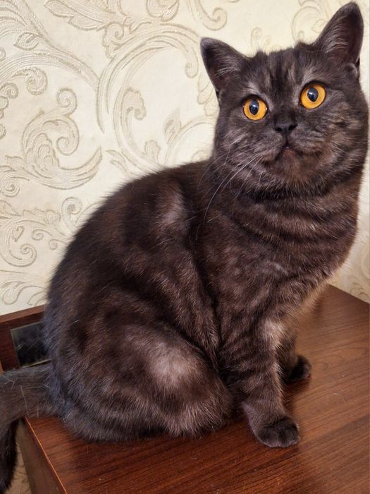 Шотландская кошечка Алиса .Стерелизована