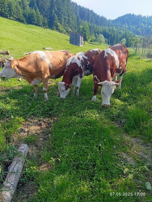 Vând juninca la prima fătare rasa bălțată romaneasca