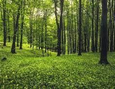 Продавам гора в област Видин