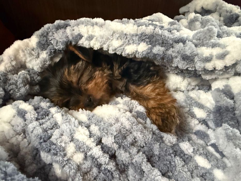 Бебе Йоркширски териер