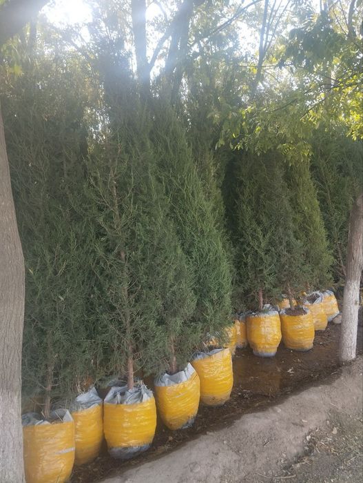 Xar xil turdagi archa va gullar