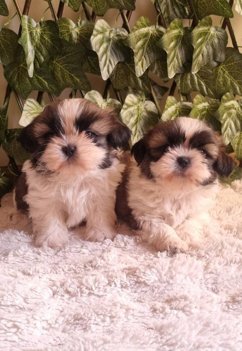 Ши Тцу Shih Tzuu