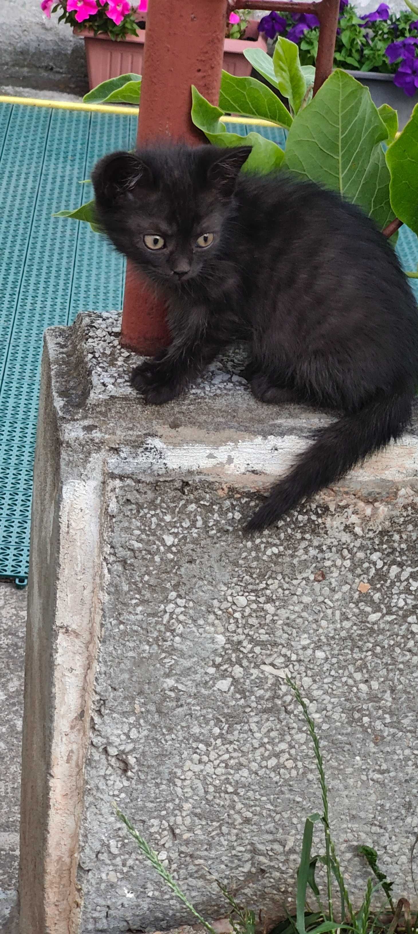 ofer spre adopti trei puiuti motanei