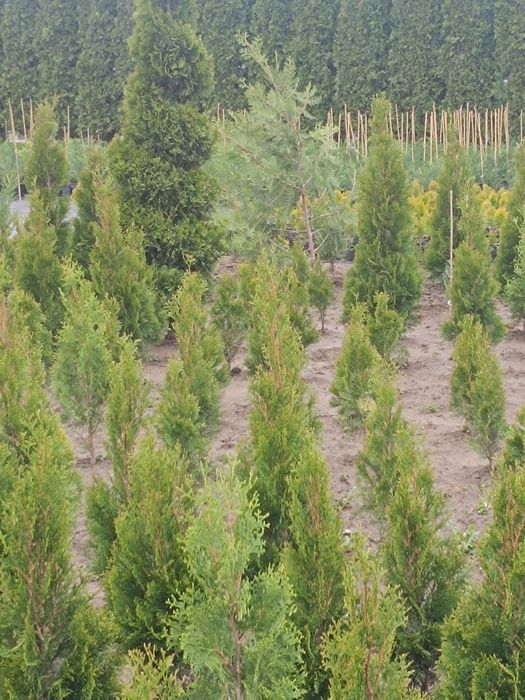 Tuia smarald , Leylandii, Globulari, Laur Englezesc