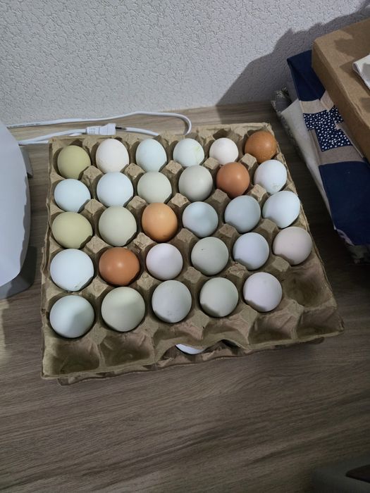 Продам яйца курицы домашние