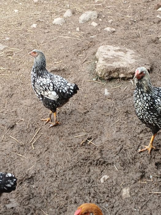 Găini de rasa de vanzare