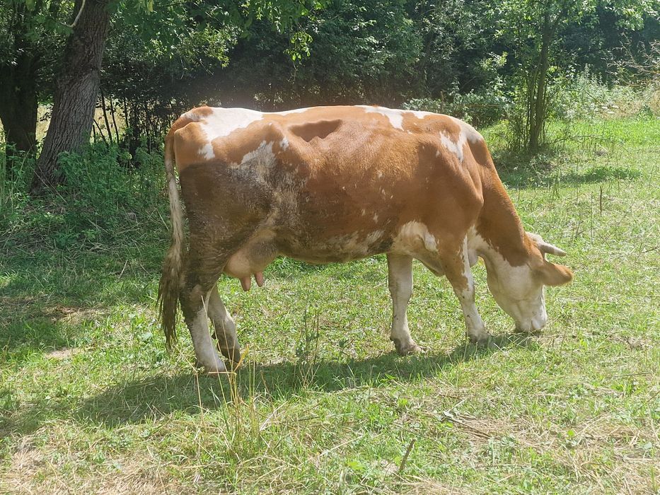 Vând vacă foarte bună de lapte