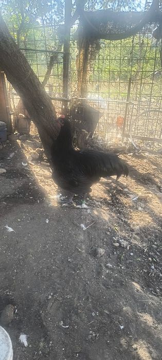 Vând  cocosi australorp de 5 luni  50 lei bucata la 18 km de Slatina
