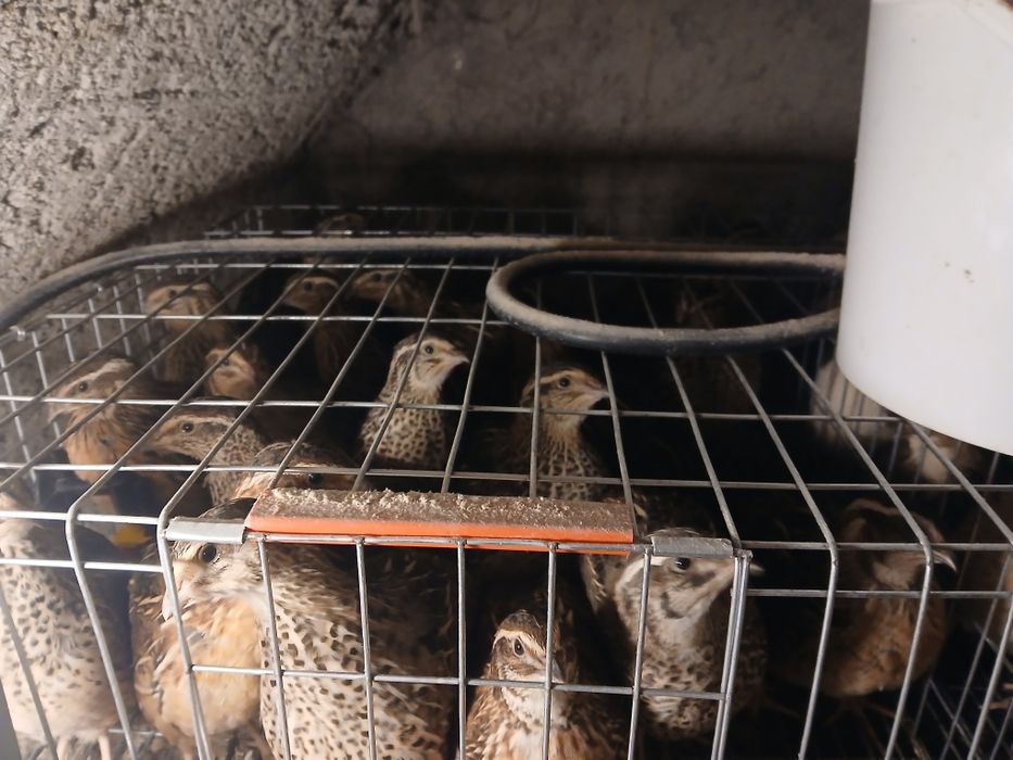 Prepelițe 5 săptămâni