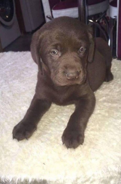 Labrador Retriever cu pedigree