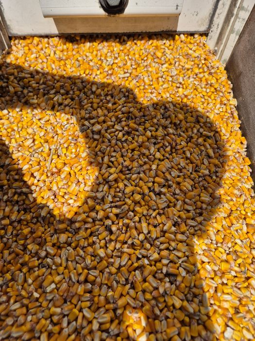 Vand porumb ambalat sau vrac