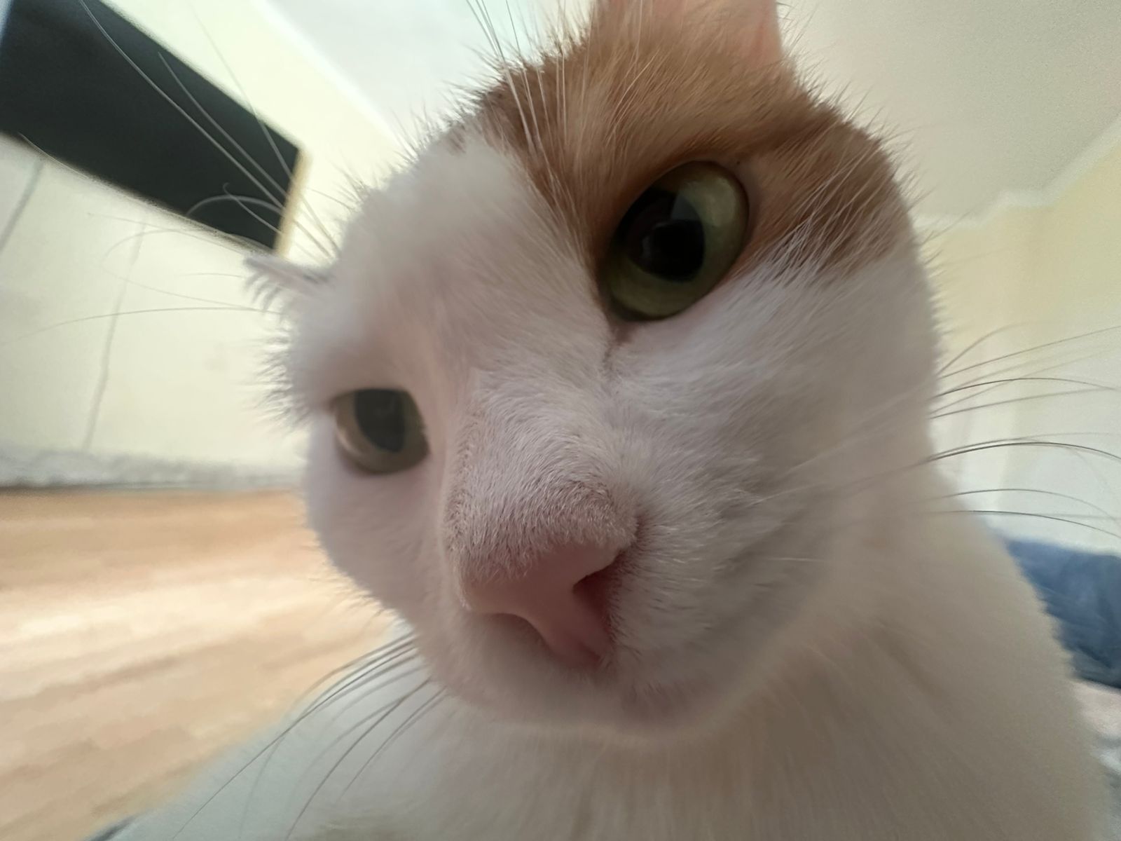 Кошка бесплатно, Астана
