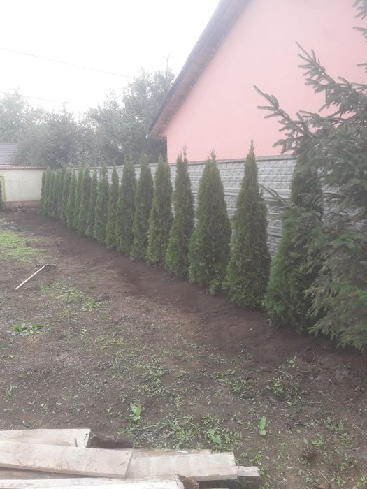 Vindem Brazi arginti si verzi tuia etc