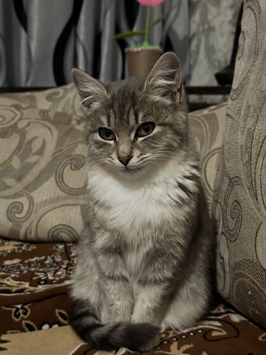 Котенок породистая бесплатно