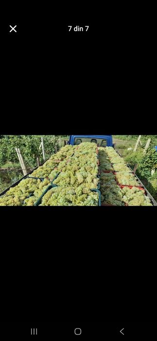 Vând Struguri de vin cu transportul la domiciliu calitate si seriozita