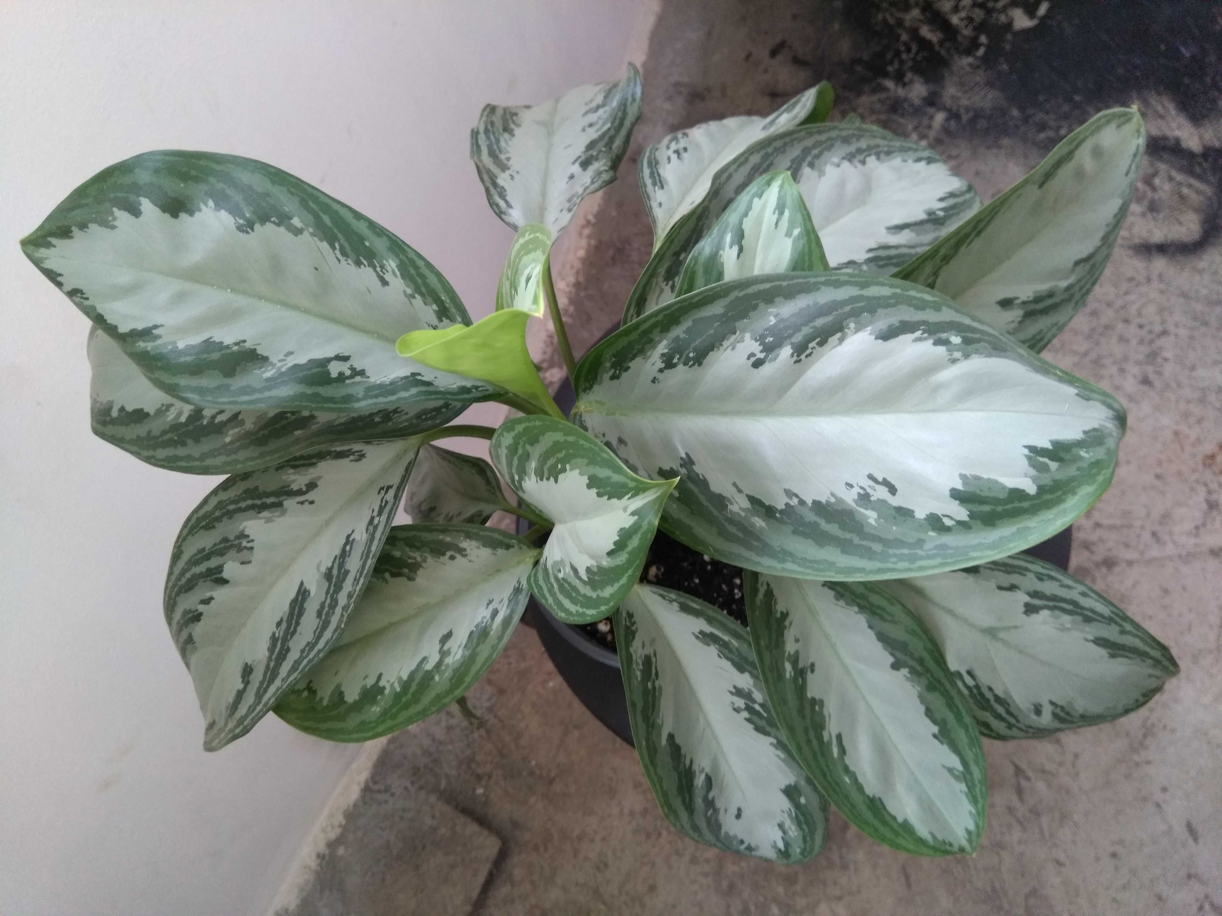 Planta tropicala superba Aglaonema Silver Bay Chinese Evergreen