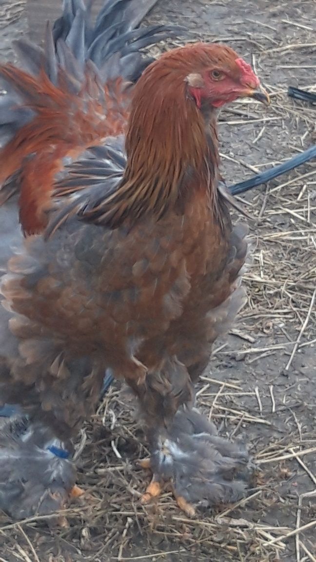 Pui brahma de vînzare rasă originală