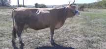 Vaca baltata romaneasca