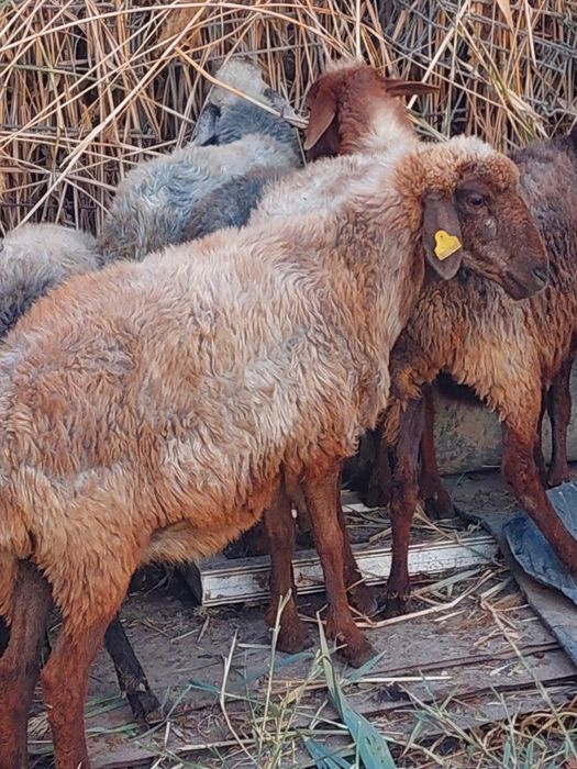 Койлар сатылады .