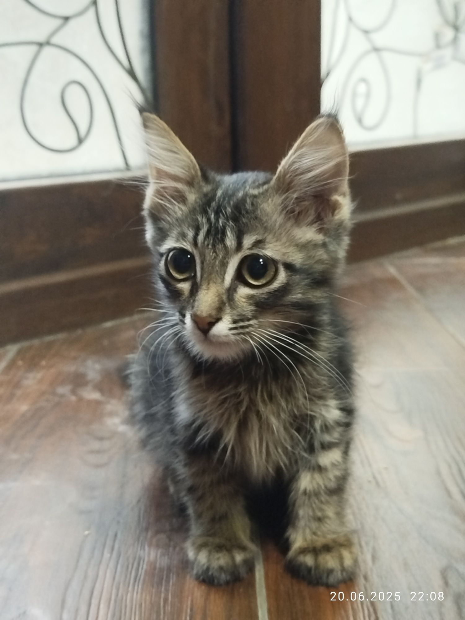 Котенок Меин Кун