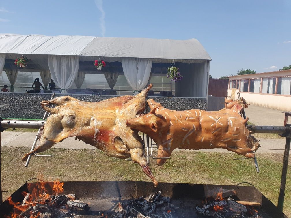 Protap rotisor nunti botezuri evenimente  porc berbecut vitel