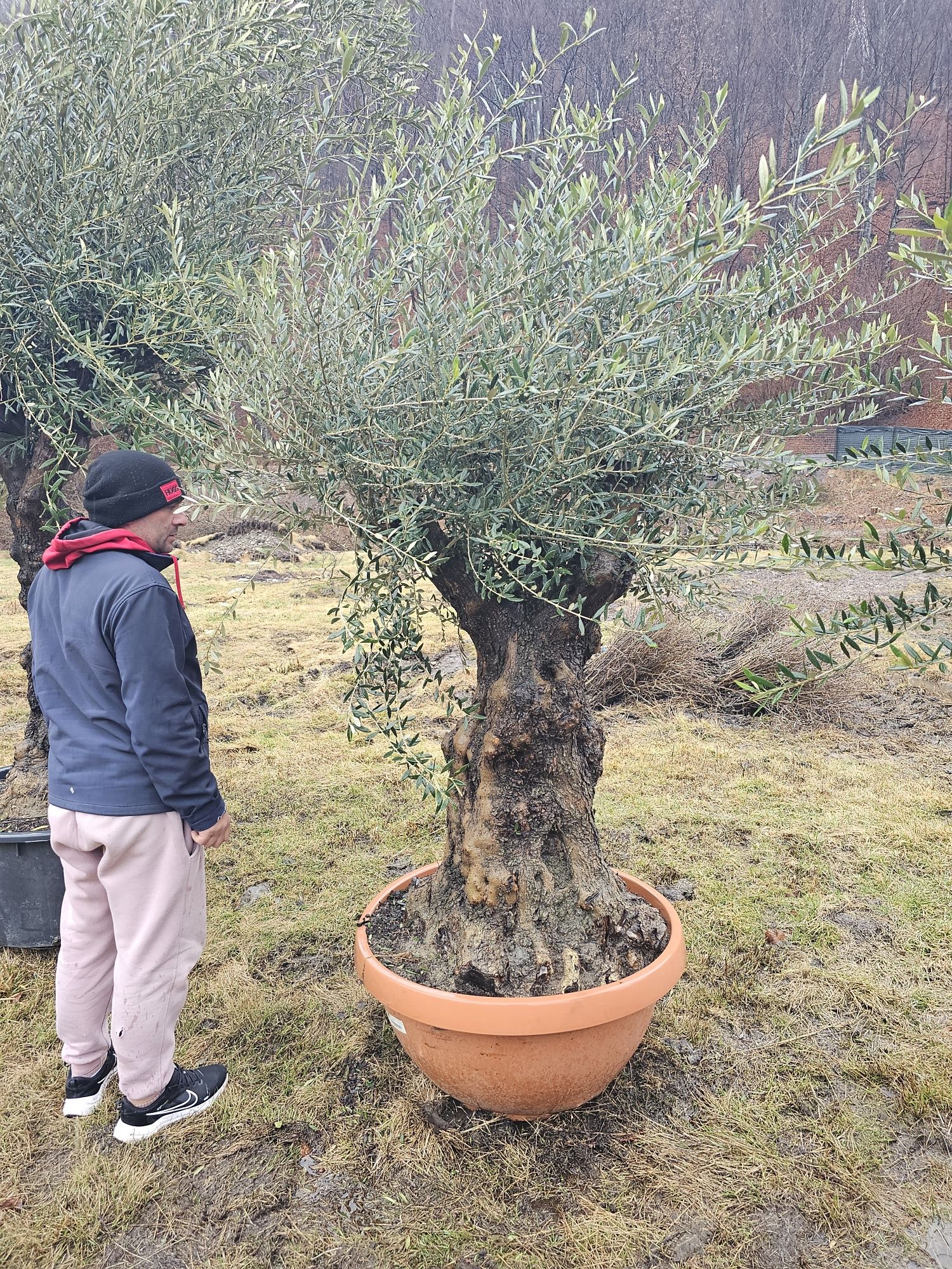 Olea Europaea - Maslin Secular ( maslini pe rod ) palmieri, bonsai etc