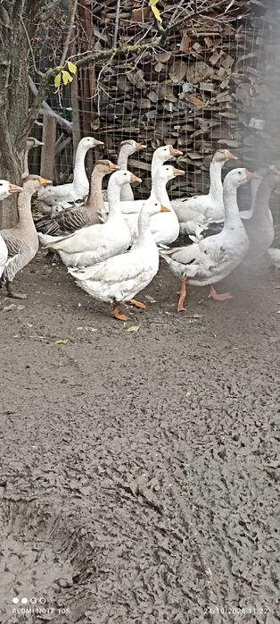 Gâște și cocosi Australorp  din 2025  iunie