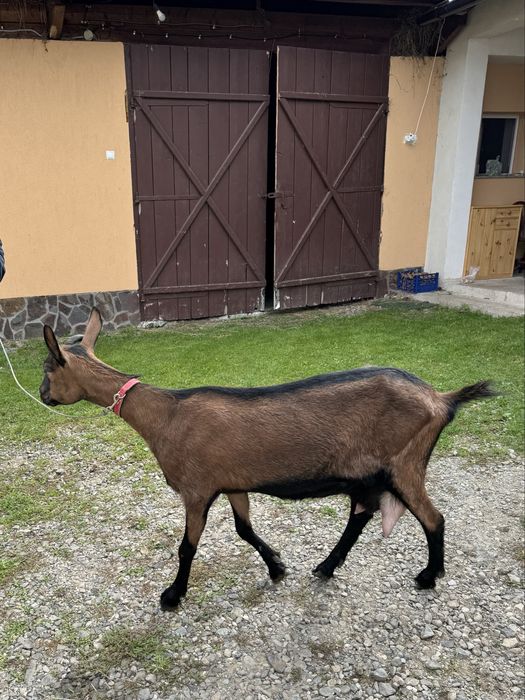 Capră din rasa alpină franceză la a doua fătare