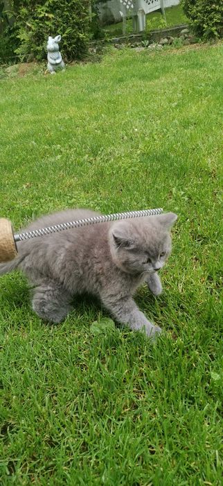 Британско коте момче и момиче
