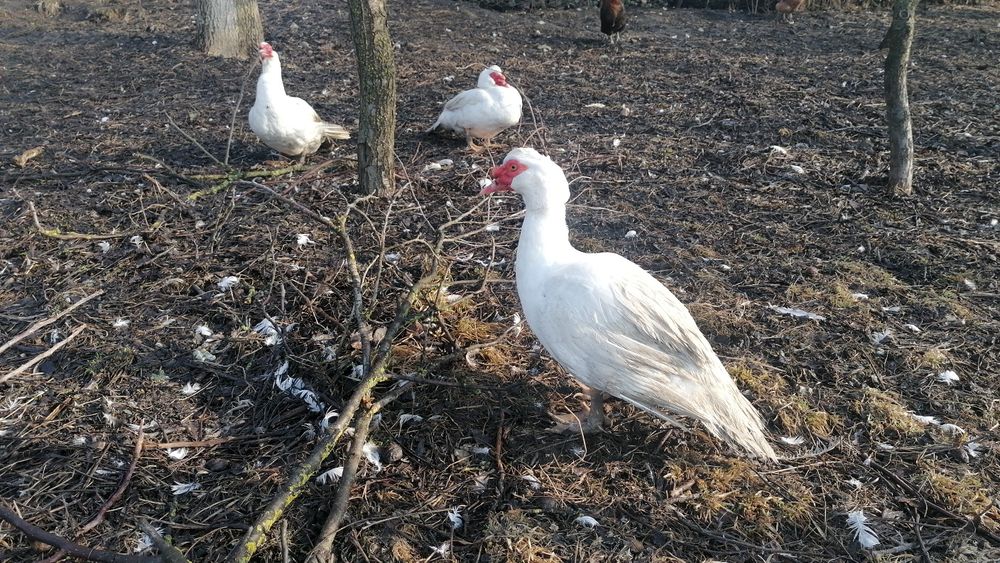 Rațe mute și mulard de vânzare